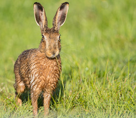 Brown Hare in field,eating grass, wet from bathing in puddle (Lepus europaeus)