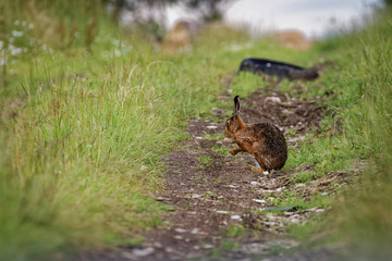 Brown Hare on path, cleaning large ears, wet from bathing in puddle (Lepus europaeus) 2