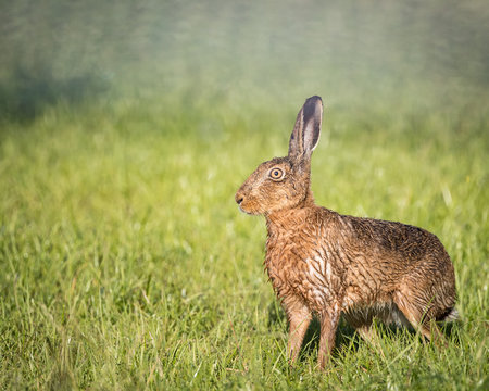 Brown Hare in field,alert, wet from bathing in puddle (Lepus europaeus)