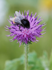 Bumblebee in a flower