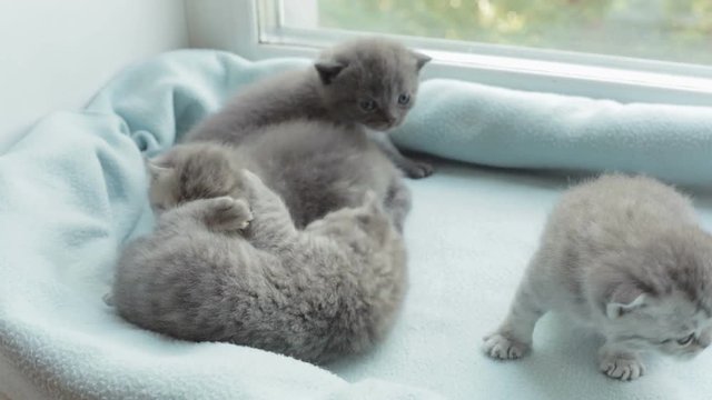 Blotched tabby kittens breed Scottish Fold.
