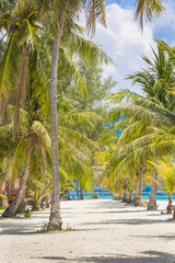 coconut tree beach
