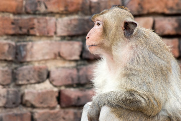 Monkey (Long-tailed macaque, Crab-eating macaque) in Prang Sam Yot in Lopburi, Thailand.