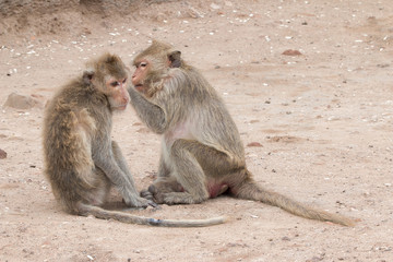 Monkey (Long-tailed macaque, Crab-eating macaque) in Prang Sam Yot in Lopburi, Thailand.