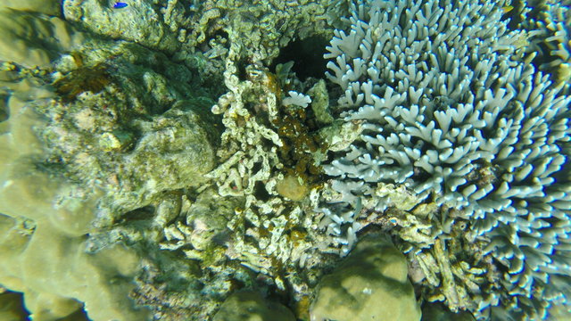 Coral / Кораллы