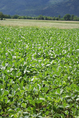 campo di soia illuminato dal sole