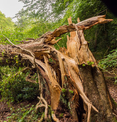 Storm damaged tree at Styal country park, Styal, Cheshire, UK
