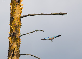 roller fly away on branch