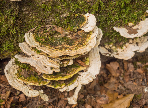 Bracket fungus on old tree at Styal Village woods, Styal, Cheshire, UK