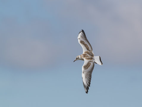 young black-headed gull with spread wings