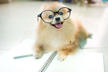 fluffy pomeranian dog with a smiling face wear glasses.