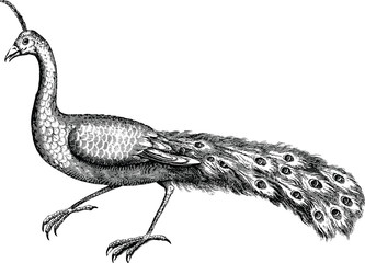 Naklejka premium Vintage illustration peacock