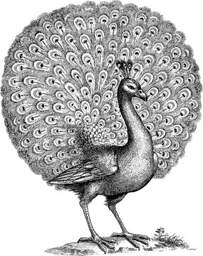 Vintage illustration peacock