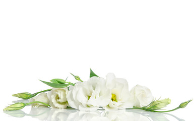 Beautiful white eustoma flowers isolated on white background