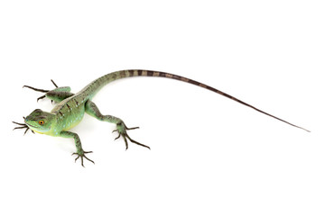 Green basilisk