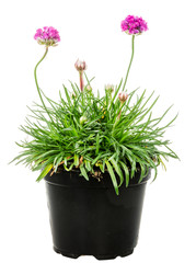 Isolated potted pink Armeria flower
