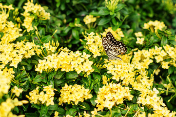 yellow Ixora flowers with the butterfly in the garden.