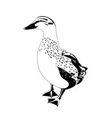 vector duck. black and white