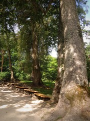 pathway under old trees in palanga botanik garden