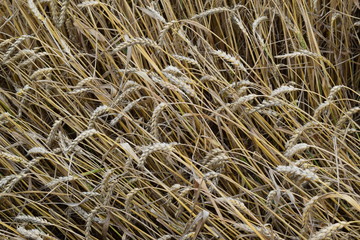 field of wheat