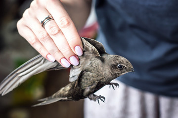 Woman's hand holding a young, wild, beautiful, grey bird (common swift) per wings. Selective focus.