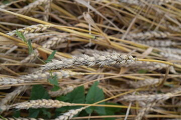 field of wheat