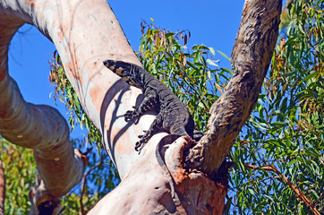 Australian Goanna (Lace Monitor lizard Varanus varius) climbing a tree in the Australian bush