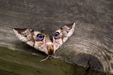 Smerinthus ocellata, Abendpfauenauge