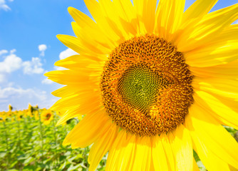 Sunflowers blooming in farm with blue sky.