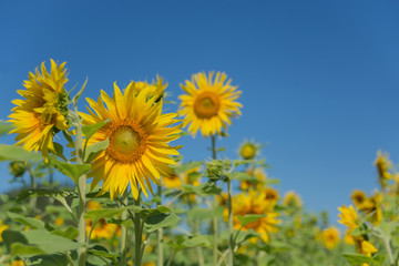 Obraz premium Sunflower against a blue sky
