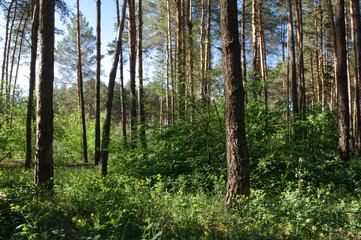 Spring green forest