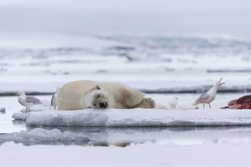 Polar bear © Johannes Jensås