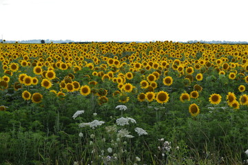 Obraz premium field of blooming sunflowers