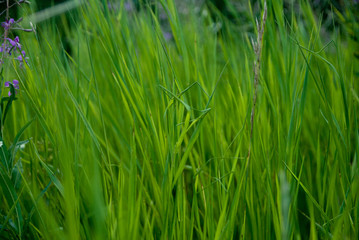 the texture of the flowers and stems