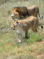 Obraz na płótnie Canvas Pride of lions, Africa
