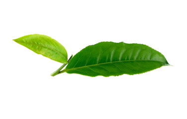 Obraz premium Green tea leaf on white background
