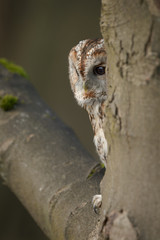 Tawny Owl roosting