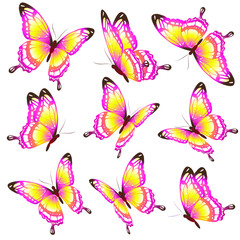 butterflies design