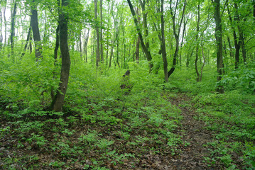 Spring Nature. Park with Green Grass and Trees.