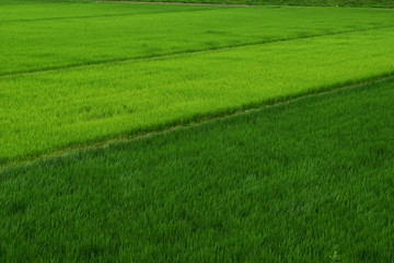 Obraz premium 田植え３ヶ月後の田園風景