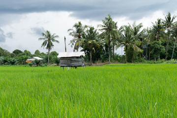 Hut in rice fields