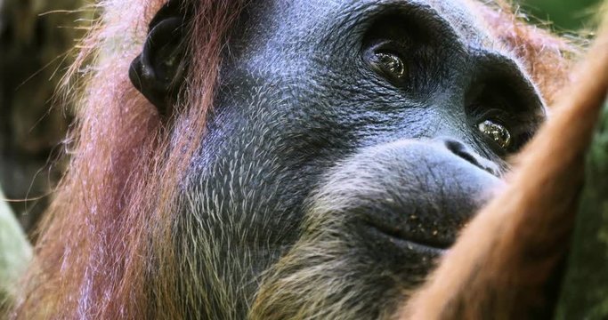 Close up eyes of wild orangutan monkey in Sumatra jungle. Wildlife nature 4K