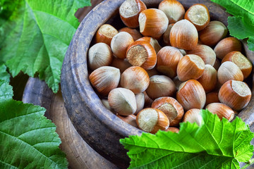 Hazelnuts in rustic round clay bowl on wooden background, surrounded by leaves