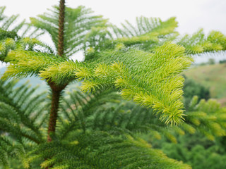 Close-up of Christmas pine fir tree branches background