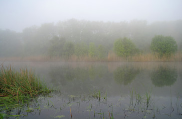 Wood on coast of the river, morning