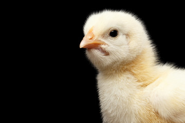Closeup Yellow Little Baby Chicken Isolated on Black Background in Profile view