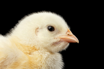 Closeup Yellow Little Baby Chicken Isolated on Black Background in Profile view
