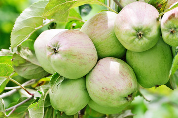 Apples growing on apple tree branch in summer