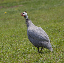 Lonely bird