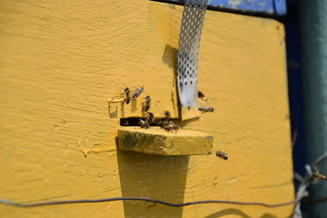 Honey bees on the home apiary